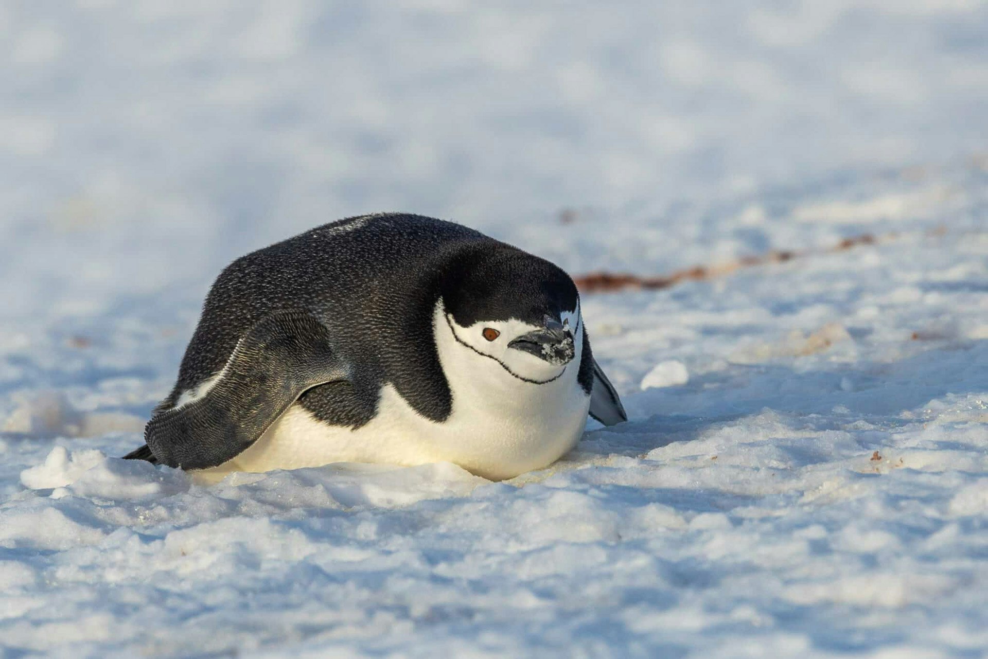 Chinstrap Penguin, Half-Moon Island, Antarctica, Adrian Wlodarczyk